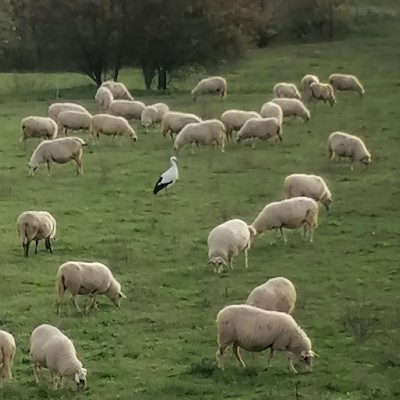 Schafe mit Storch am Niederrhein